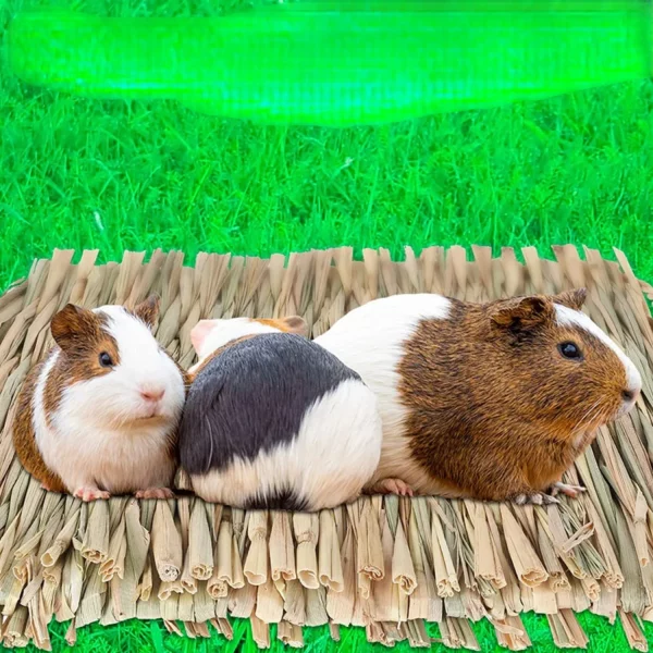 Rabbit chewing on a natural grass straw mat in its enclosure.