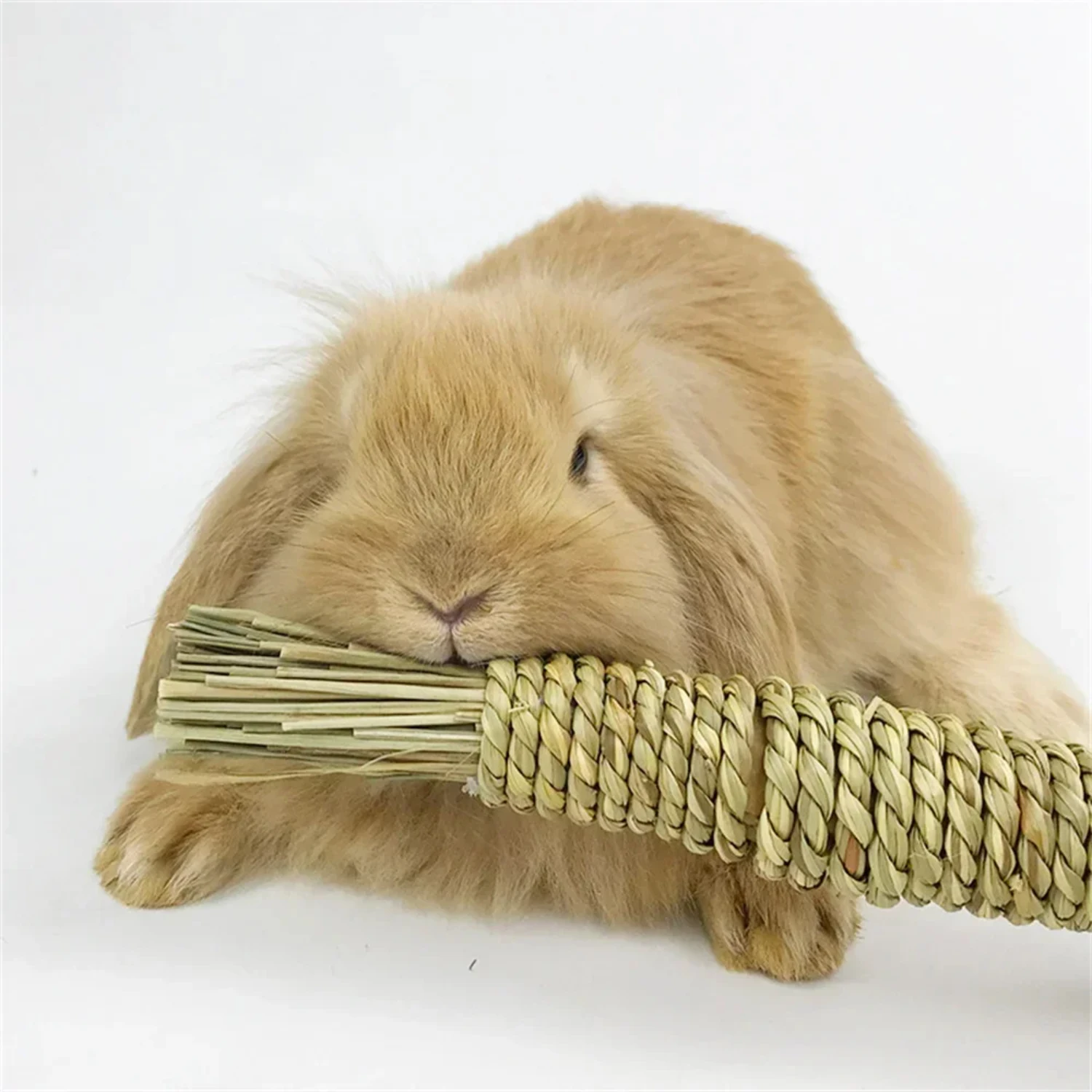 Small animals including hamsters and guinea pigs with their accessories and supplies