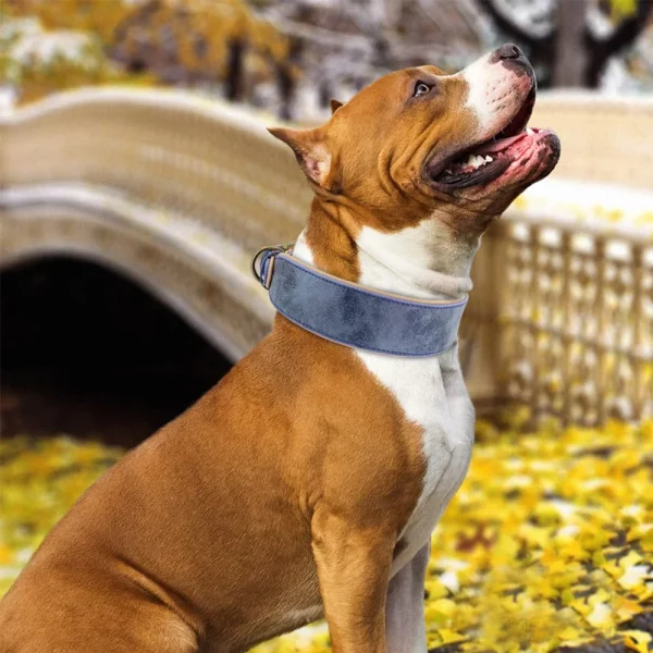 Collection of wide leather dog collars in various colours