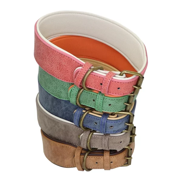 German Shepherd dog wearing a wide leather dog collar
