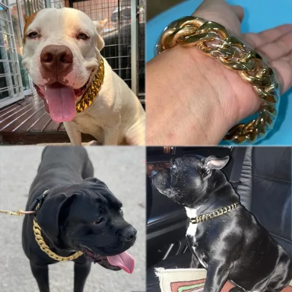 Detailed view of a large link metal dog collar