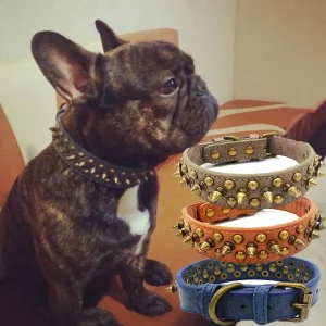 Leather dog collar with retro golden rivets, side view