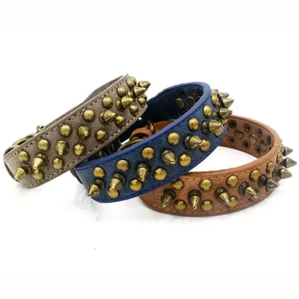 Dog wearing studded leather collar, front view