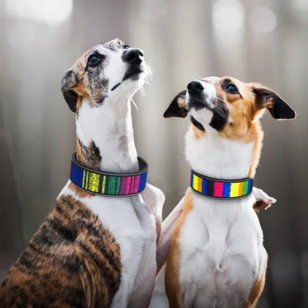 Nylon dog collar, on a dog's neck, showing fit