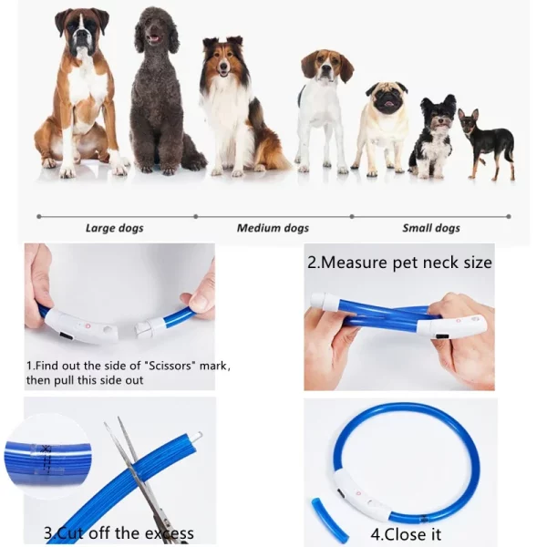 Dog's head and neck wearing an orange LED collar, clear visibility