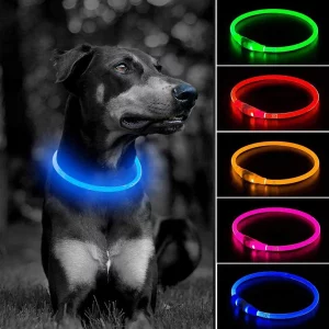 Dog wearing a blue LED collar, illuminated for night visibility