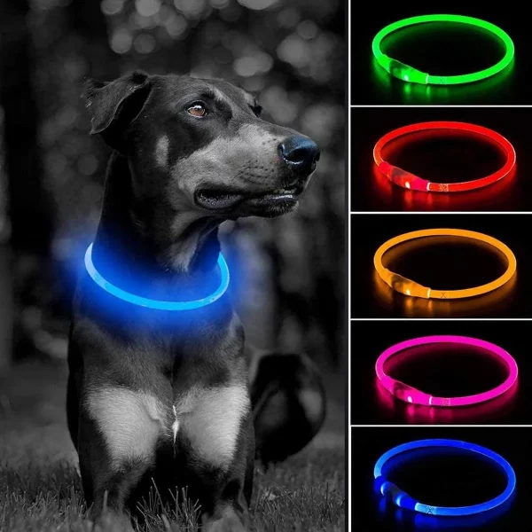 Dog wearing a blue LED collar, illuminated for night visibility