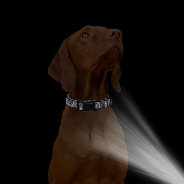 A dog wearing a reflective collar, showing the overall look and comfort