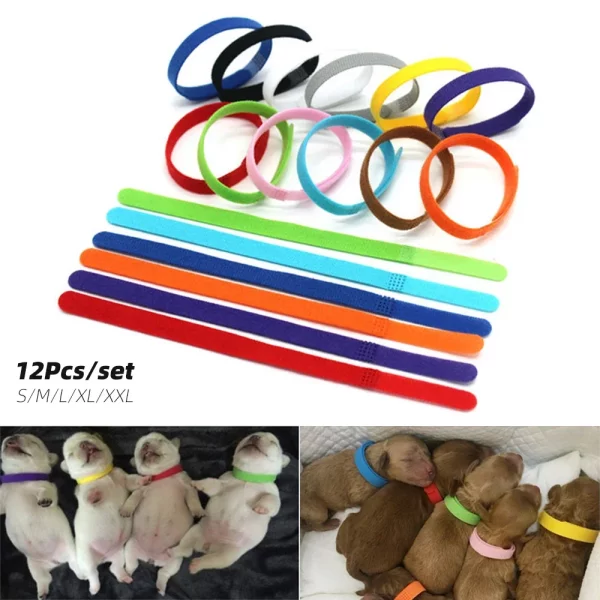 Puppy wearing a brightly coloured identification collar