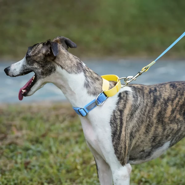 Dog wearing a pink adjustable collar, side profile