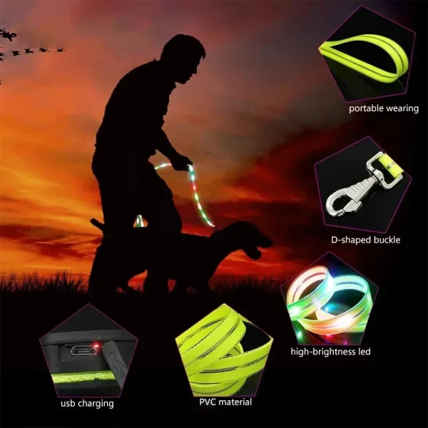 A dog wearing a collar attached to the illuminated LED leash during a walk.
