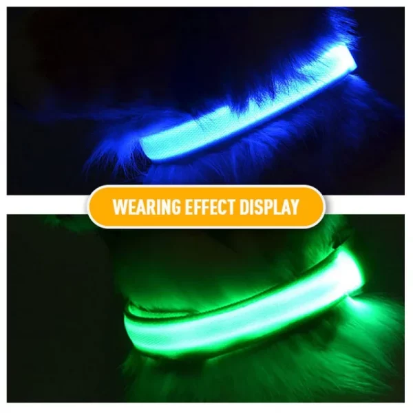 Close-up of a glowing LED dog collar with flashing light