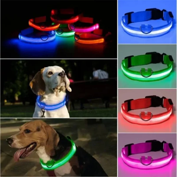 Active dog with illuminated LED collar during evening walk