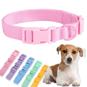 Adjustable dog collar, close-up of buckle, worn by a dog on a walk