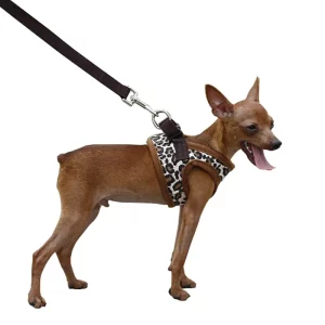 Front view of a small dog wearing a leopard print nylon vest harness.