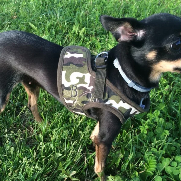 Detail of the quick-release buckle mechanism on the dog walking harness.