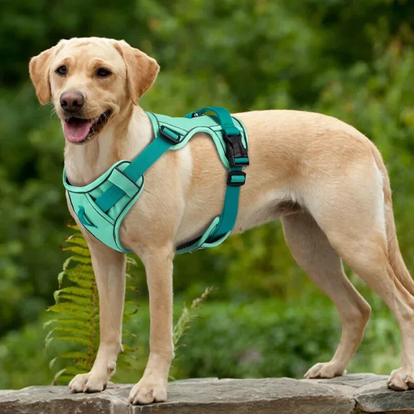 Dog wearing mesh breathable harness during a walk