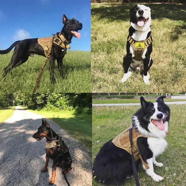 Dog in a tactical harness, front view, demonstrating fit