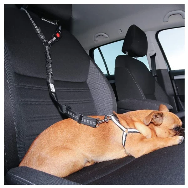 Dog safely secured in car using harness and seat belt leash