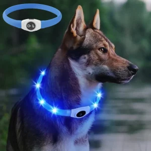 Dog wearing a luminous LED collar at night, showing visibility.