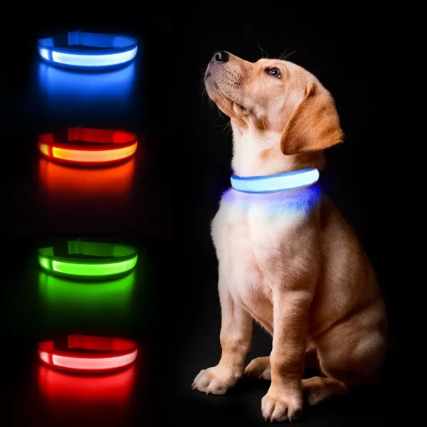Dog wearing a glowing LED collar, showcasing its visibility