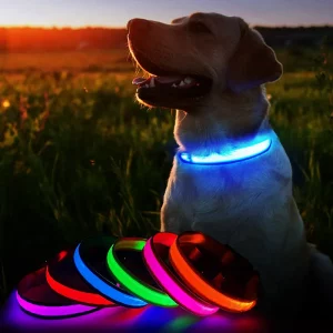 Dog Collars