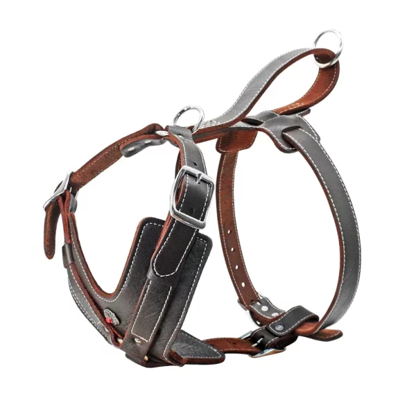 Dog wearing a brown leather harness, showing fit around chest