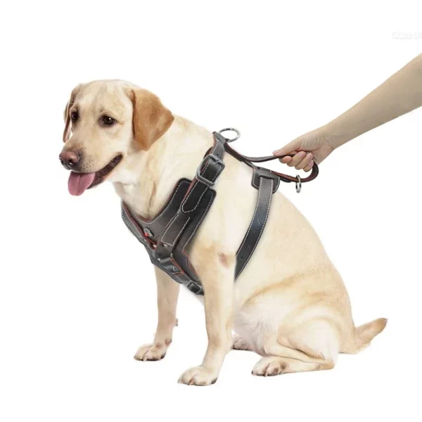 Detail of nickel-plated hardware on a leather dog harness