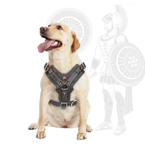 Side view of a large dog wearing a brown leather harness