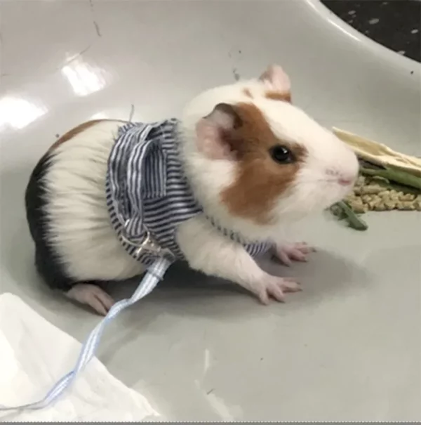 Guinea pig wearing a blue mesh harness, side view showing leash attachment