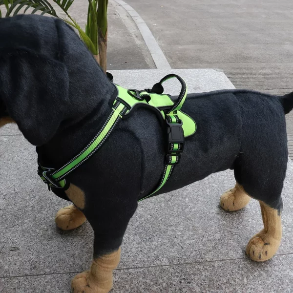 Demonstration of the reflective edging on a dog harness in low light conditions
