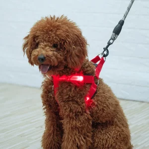 Dog wearing a blue LED pet harness, side view, lights flashing