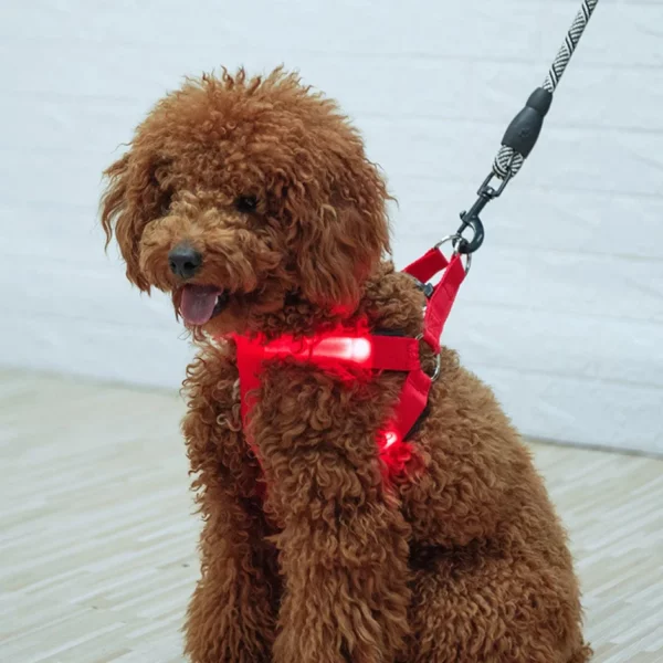 Dog wearing a blue LED pet harness, side view, lights flashing