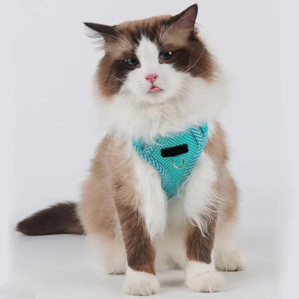 Close-up of quick-release buckle on a lightweight dog harness