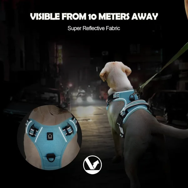 Back view of a dog wearing a purple no pull harness with leash attachment point