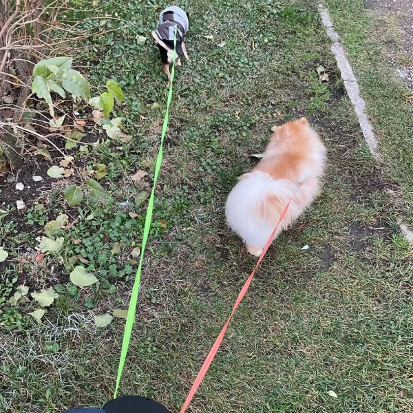 Detail of the retractable mechanism and carabiner clips on a dual dog leash