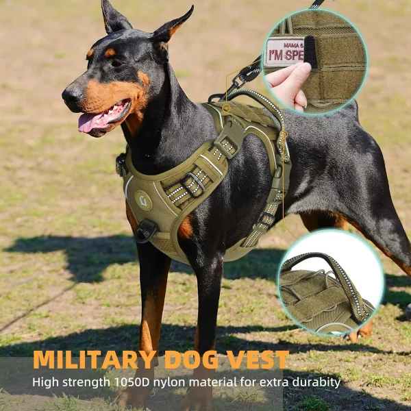 Dog wearing tactical harness during outdoor activity