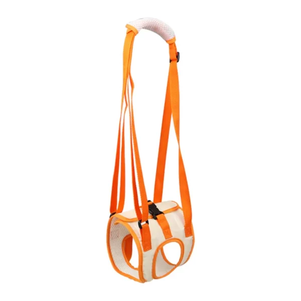 Dog walking with hind leg support sling, showing freedom of movement