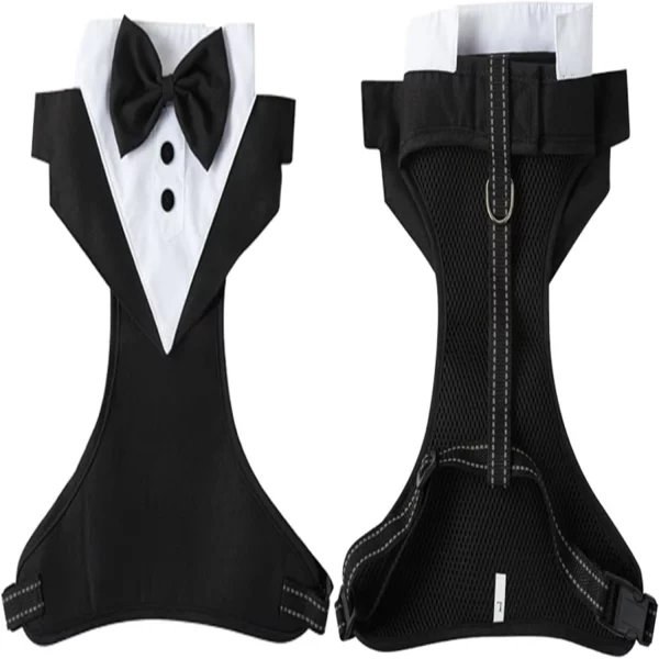 Dog in tuxedo harness, showing adjustable straps