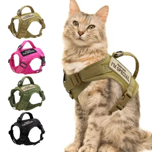 Black nylon cat harness worn by a cat, front view