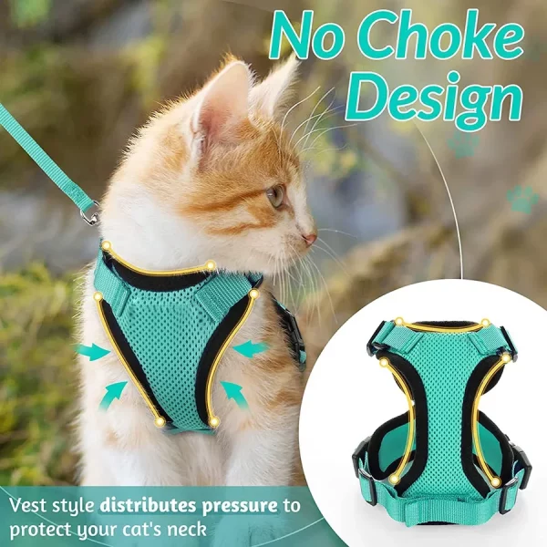 A cat walking confidently outdoors wearing a blue adjustable cat harness and leash.