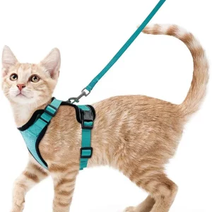 Cat wearing a black escape-proof harness and leash, looking forward outdoors.