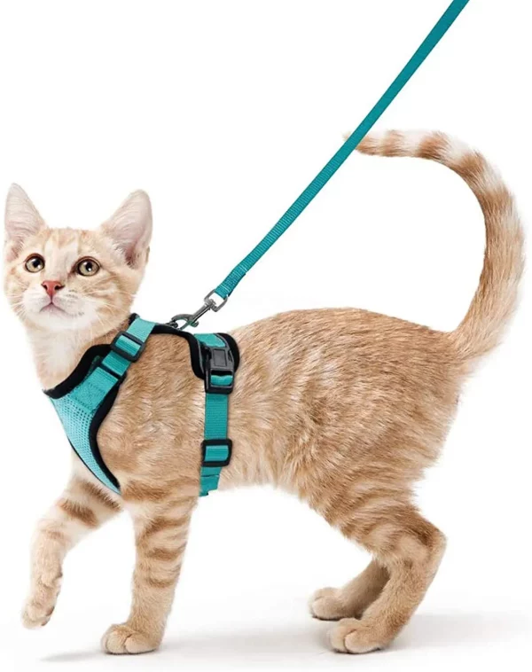 Cat wearing a black escape-proof harness and leash, looking forward outdoors.
