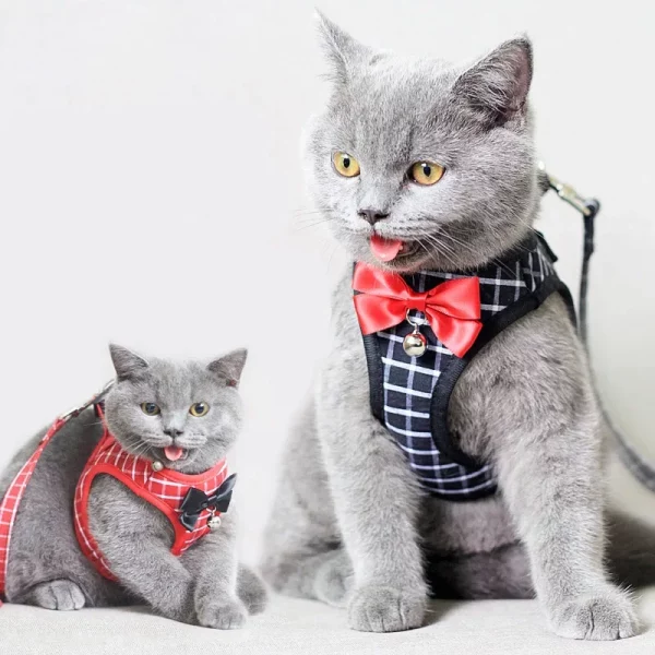 Close-up of the adjustable strap and buckle on cat harness