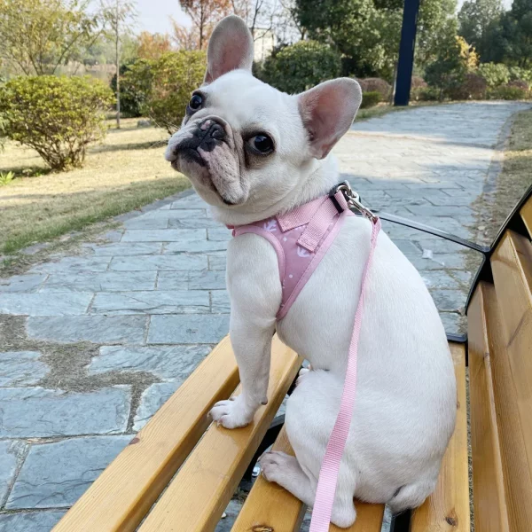 Cat wearing anchor-designed harness, showing comfort
