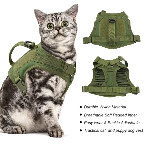 Small dog fitted with the tactical cat harness, ready for a walk