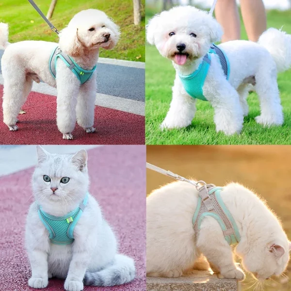 Cat wearing a yellow adjustable cat harness, demonstrating fit adjustment