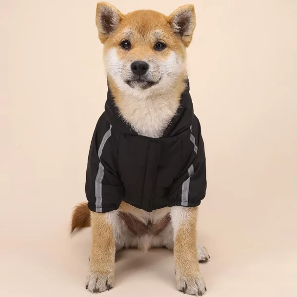 Dog wearing a red waterproof coat, showing the hood and back design