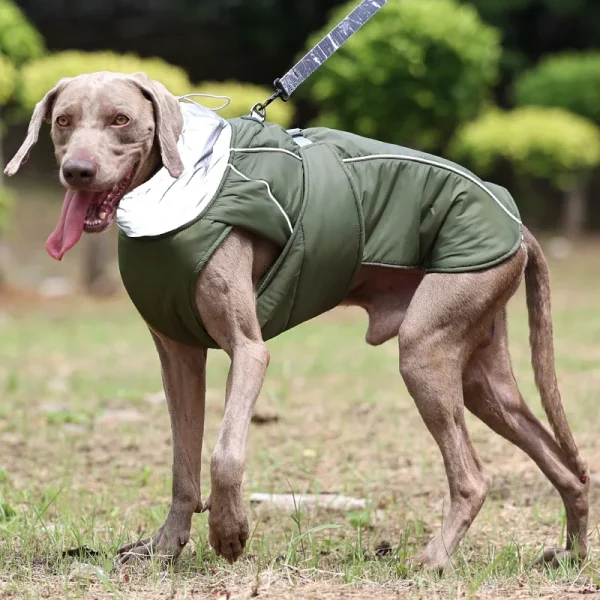 Rear view of a dog in a grey dog jacket, highlighting the coverage and design.