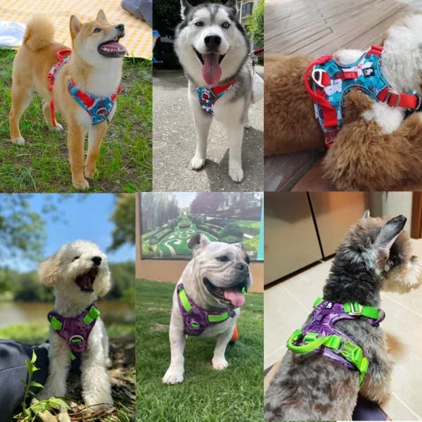 Close-up of adjustable straps and buckle on dog harness